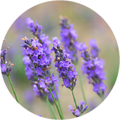 Lavender flower essence