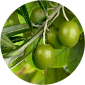 Olive leaf essence