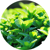 Peppermint leaf essence