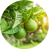Lime fruit essence